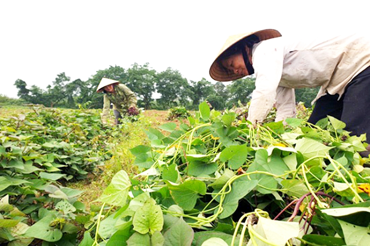 Mai Châu có nhiều cây trồng thế mạnh có tiềm năng nhân rộng để đem lại thu nhập cho nông dân.