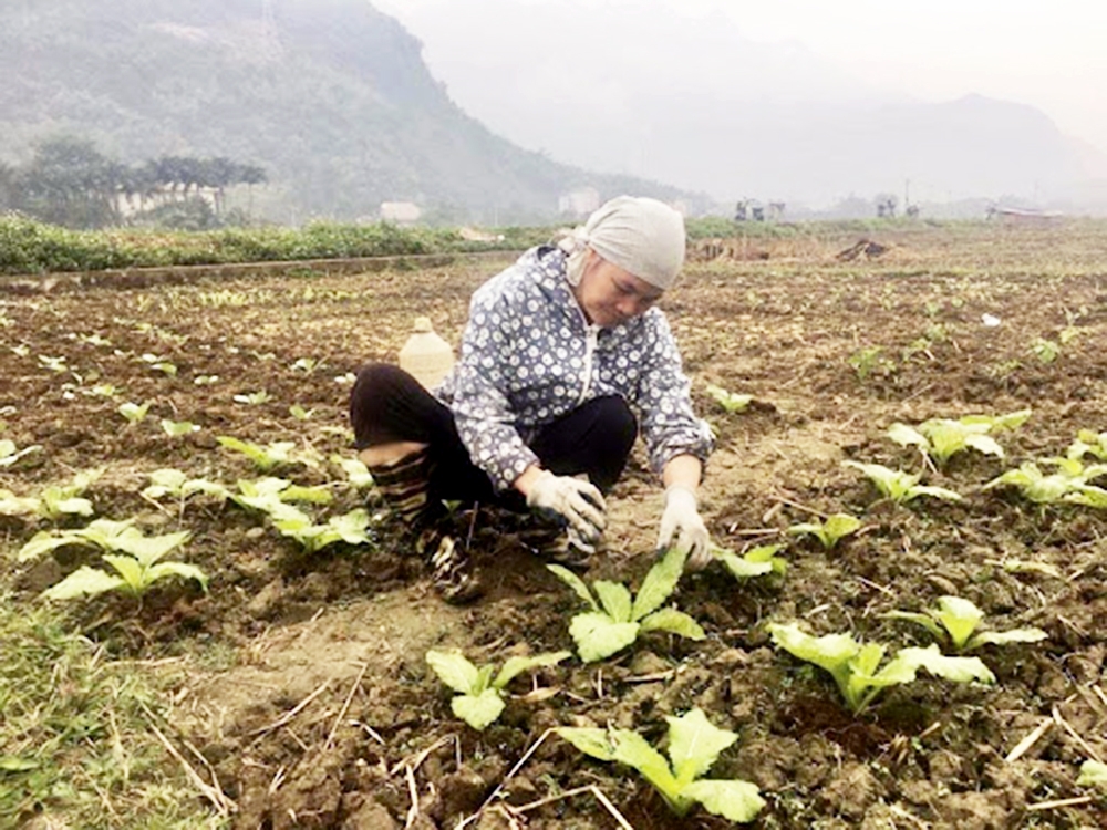 Mai Châu đang thúc đẩy các sản phẩm thế mạnh như rau màu VietGAP trái vụ.
