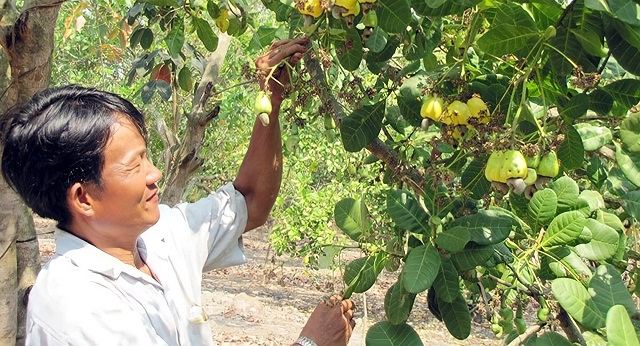 Người dân thu hái điều tại HTX Bù Gia Mập.