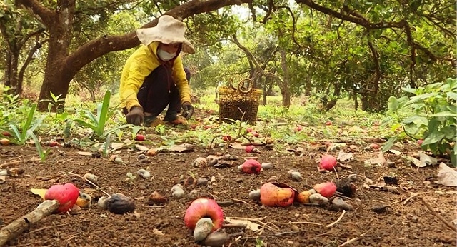 Tại vùng trồng của HTX Bù Gia Mập, các thành viên “nói không” với thuốc bảo vệ thực vật.