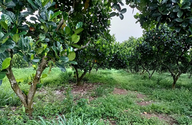 Đến nay, HTX đã liên kết với 150 hộ nông dân trồng hơn 1.000 ha cây mít ruột đỏ.