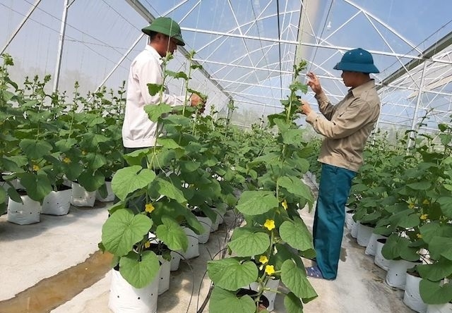 Nâng cấp tiêu chuẩn hữu cơ quốc gia sẽ thu hút nhiều HTX mở rộng sản xuất theo hướng này.