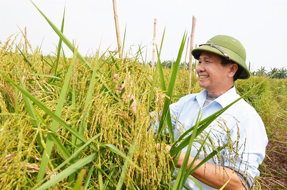 Sản xuất sạch hơn chính là chìa khóa để cây lúa ở Hải Hậu hồi sinh, cho giá trị cao.