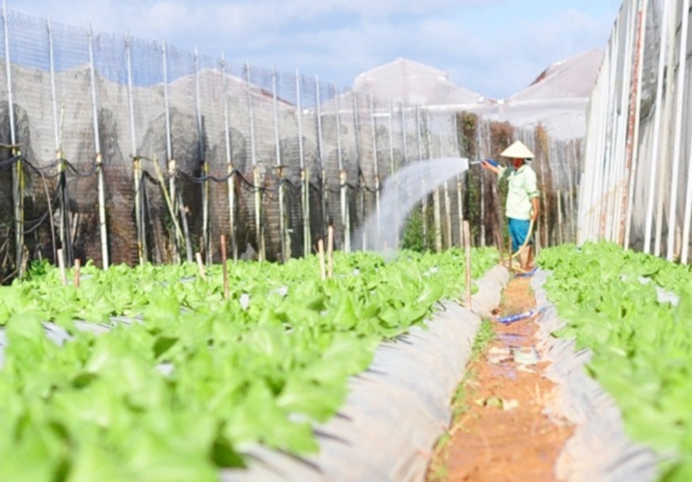 Nông nghiệp huyện Đơn Dương đang tích cực ứng dụng công nghệ, nâng cao chất lượng.