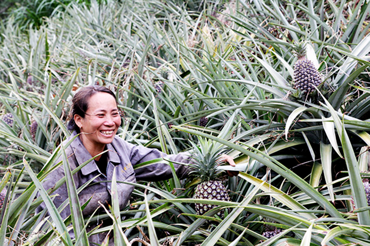 Chất lượng là chìa khóa giúp nông sản huyện Đơn Dương khẳng định thương hiệu.