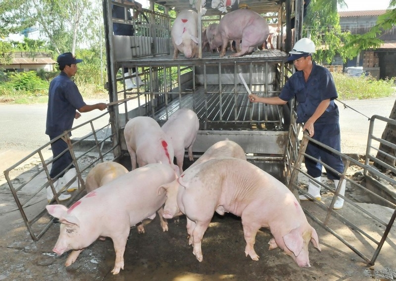 Hiện tại, giá lợn vẫn chưa bảo đảm lợi nhuận cho người chăn nuôi vì giá vật tư đầu vào chưa hạ nhiệt.