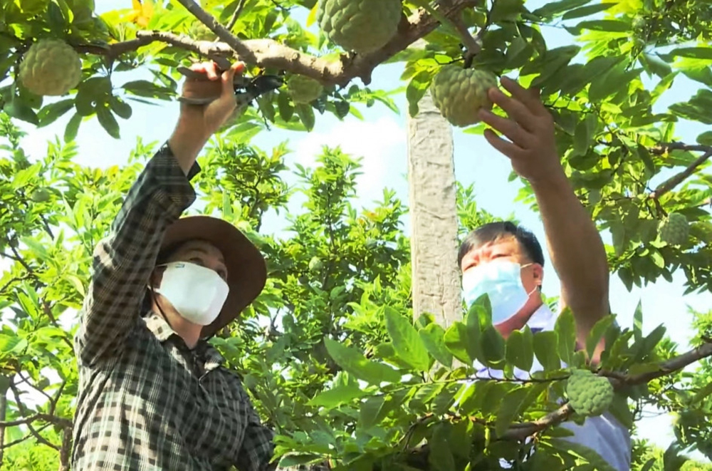 Đông Triều đang xây dựng thành công các cây trồng kinh tế chủ lực, mang lại giá trị cao. (Ảnh TL).