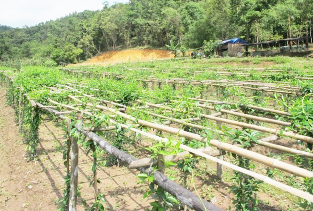 Cây dược liệu đang mở ra hướng đi mới, hiệu quả cao cho nhiều hộ nông dân ở Đông Triều. (Ảnh TL)