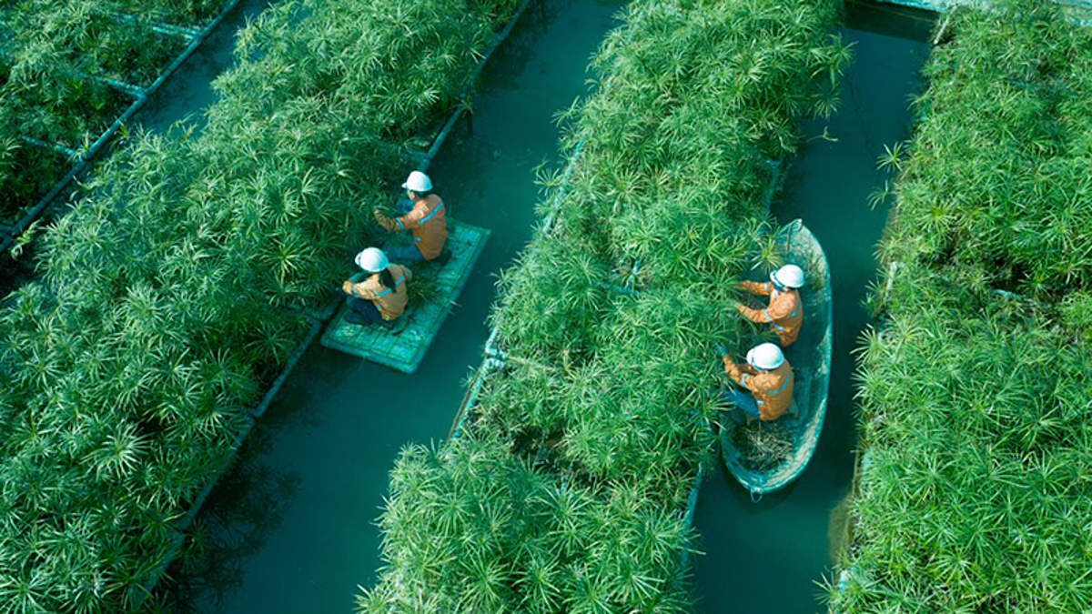 Nước thải của công ty TNHH Núi Páo.