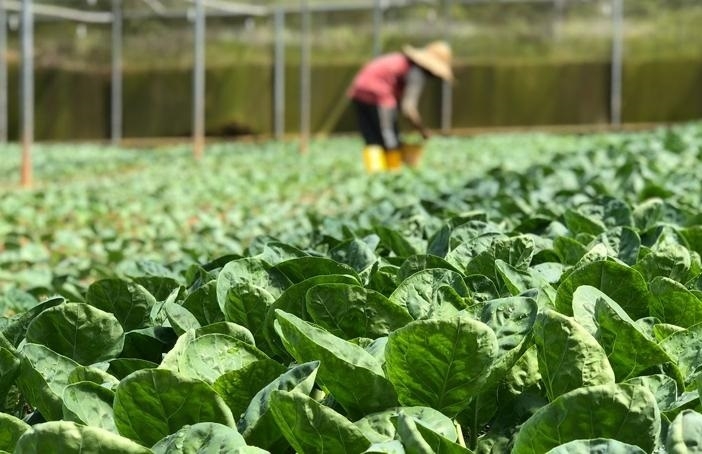 Công nghệ cao là chìa khóa giúp nông sản của HTX chinh phục thị trường trong nước và xuất khẩu. (Ảnh TL).