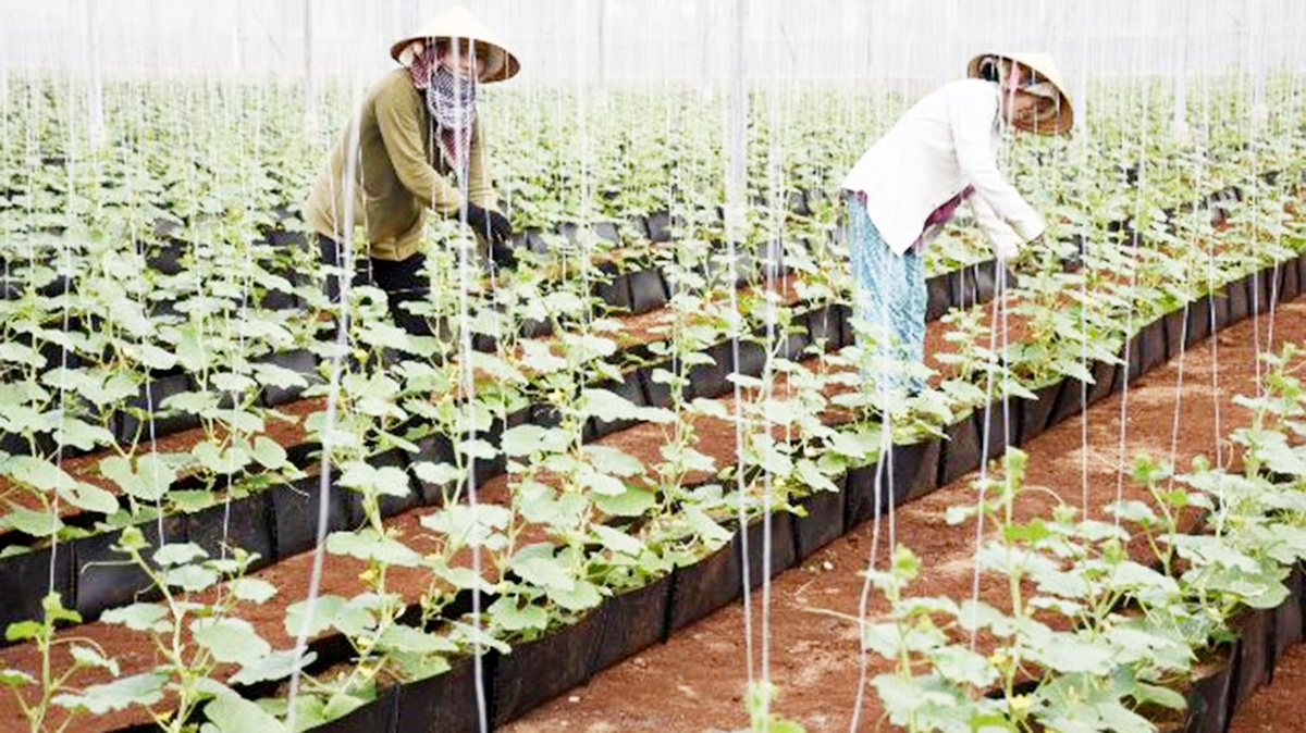 Cần thêm các nguồn lực hỗ trợ để HTX nông nghiệp ở Lạng Sơn bứt phá với công nghệ cao.