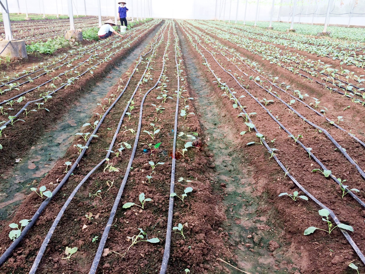 Ngày càng nhiều HTX ở Lạng Sơn ứng dụng hiệu quả công nghệ cao vào sản xuất.