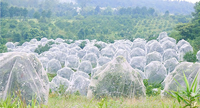 Nhờ “mắc màn” mà những quả cam Khe Mây chín mọng được bảo vệ khỏi côn trùng mà không cần phun thuốc sâu.