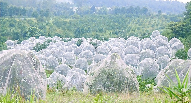 Nhờ “mắc màn” mà những quả cam Khe Mây chín mọng được bảo vệ khỏi côn trùng mà không cần phun thuốc sâu.