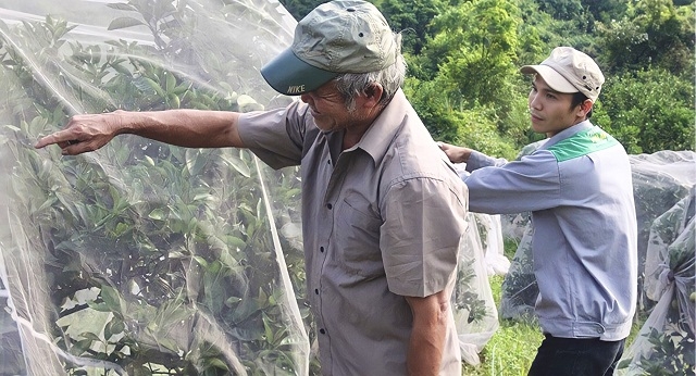 Tuy chi phí đầu tư mua màn, thuê người bọc cam hơi cao nhưng kết quả mang là rất lớn.