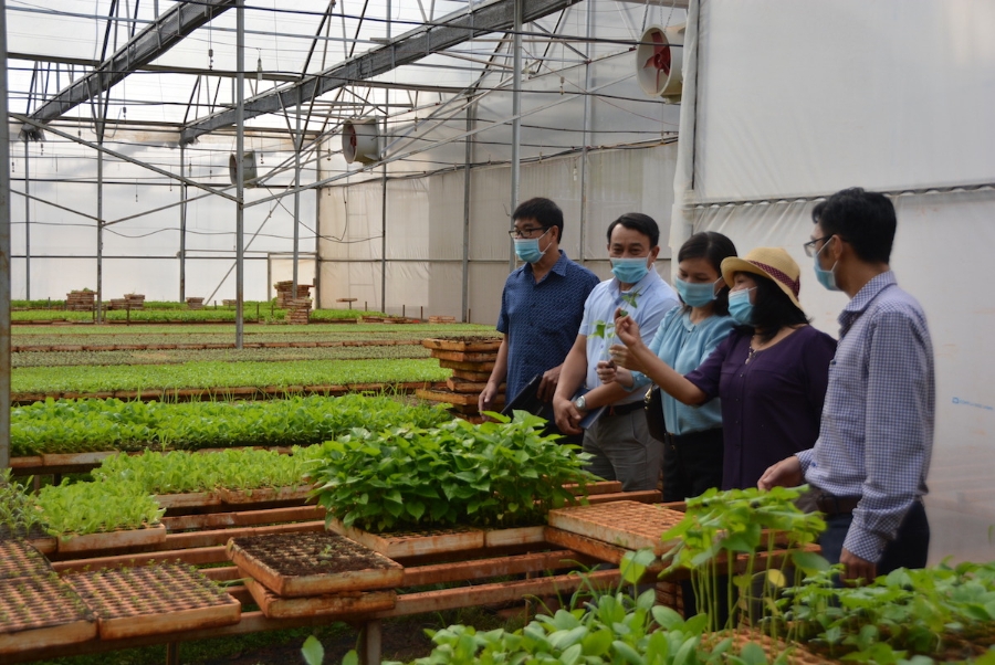 Nhiều HTX đã chủ động để thích ứng với khó khăn do đại dịch COVID-19.