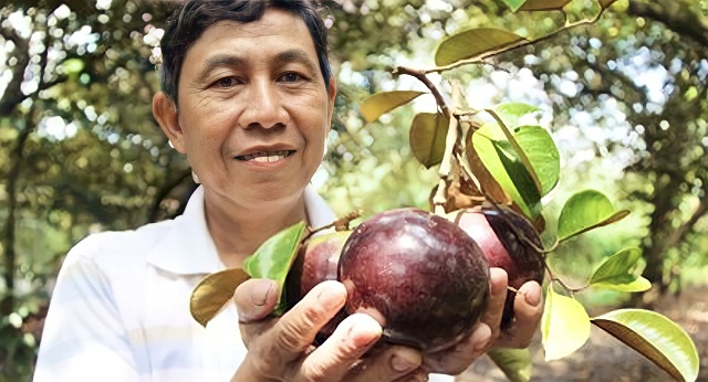 Với điều kiện thổ nhưỡng và cách chăm sóc phù hợp, trái vú sữa trồng trên vùng đất Trinh Phú to tròn, da bóng láng đẹp mắt.