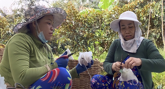 Nhờ các giải pháp canh tác, nhất là bọc trái, vú sữa tím HTX Lộc - Mãi ngày càng nâng cao giá trị xuất khẩu.