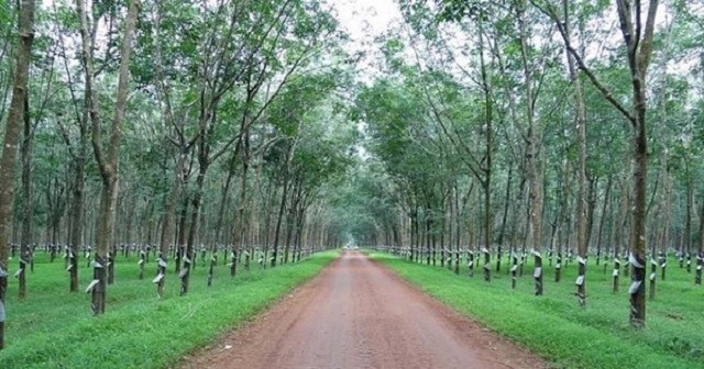 GVR đang có kế hoạch chuyển đổi toàn bộ diện tích 342.364 ha đất trồng cây cao su nội địa thành đất công nghiệp trong thời gian hơn 40 năm. (Ảnh: Int)