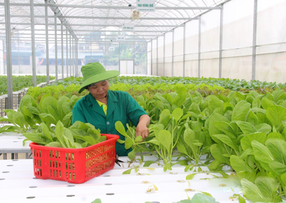 Sản xuất công nghệ cao là đòi hỏi tất yếu của HTX tham gia vào nông nghiệp hiện đại.