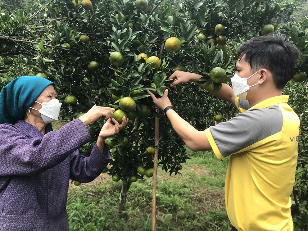 Áp dụng khoa học kỹ thuật vào chăm sóc giúp cây quýt ít sâu bệnh, từ đó hạn chế phải sử dụng phân, thuốc hóa học.