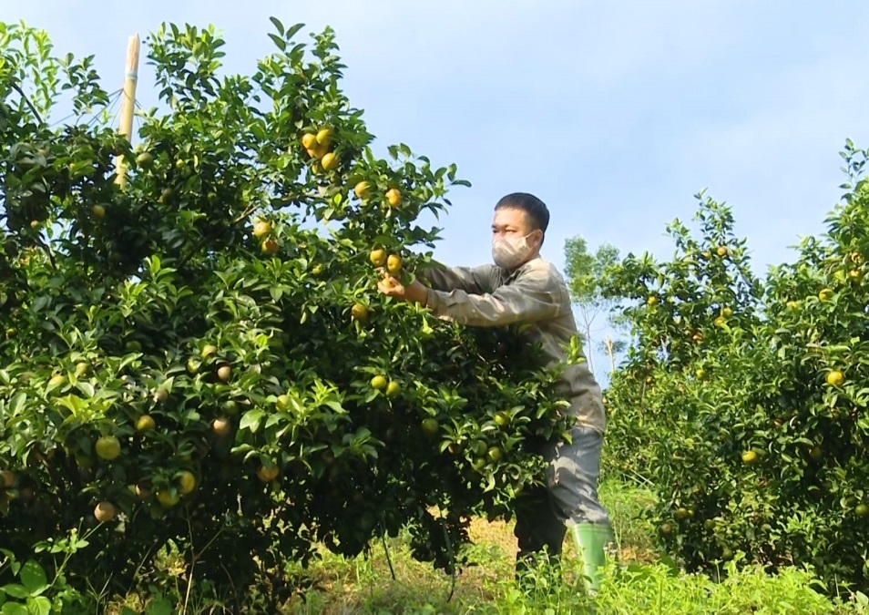 Trồng quýt theo hướng thân thiện với môi trường là hướng đi đúng đắn của HTX Nghĩa Hưng.