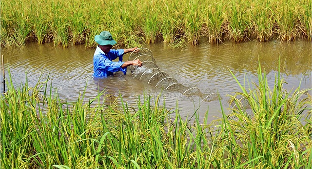 Hai vụ tôm, một vụ lúa kết hợp tại HTX Ba Đình đã phát huy giá trị kinh tế. Mô hình này có tới 3 con tôm, gồm: thẻ, sú, càng xanh ôm cây lúa.