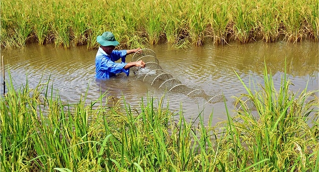 Hai vụ tôm, một vụ lúa kết hợp tại HTX Ba Đình đã phát huy giá trị kinh tế. Mô hình này có tới 3 con tôm, gồm: thẻ, sú, càng xanh ôm cây lúa.