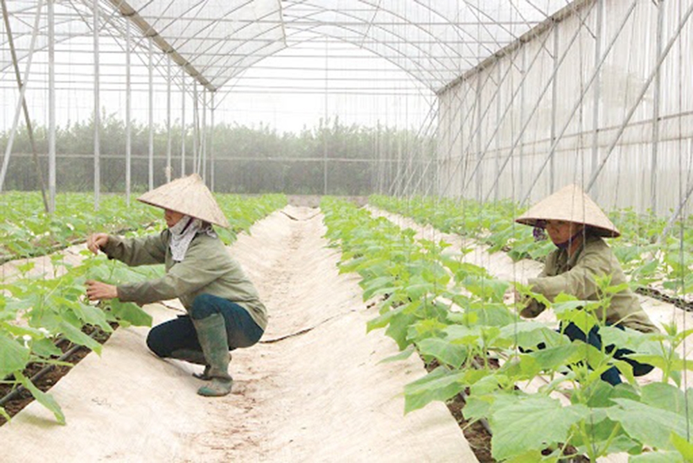 Cần thêm các nguồn lực hỗ trợ để tạo sức bật, nhân rộng các mô hình giảm phát thải khí nhà kính.