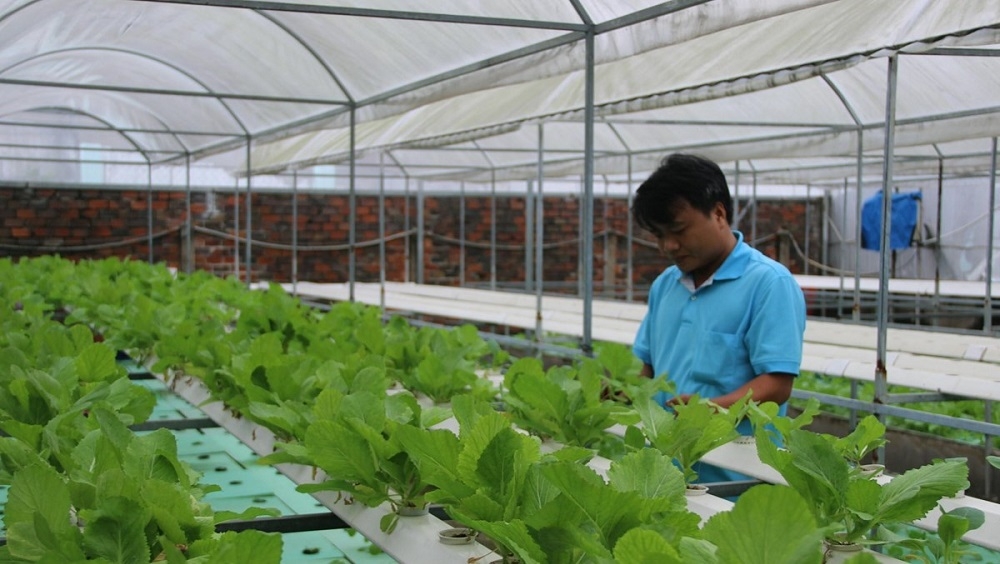 Ứng dụng khoa học công nghệ và phát triển theo chuỗi là một trong những định hướng của kinh tế tập thể tỉnh Quảng Ngãi.