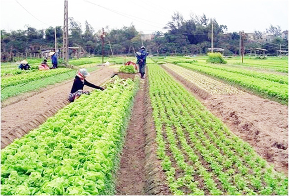Các HTX ở Hàm Thuận Bắc đang đẩy mạnh sản xuất theo hướng an toàn sinh thái, hình thành các vùng chuyên canh.