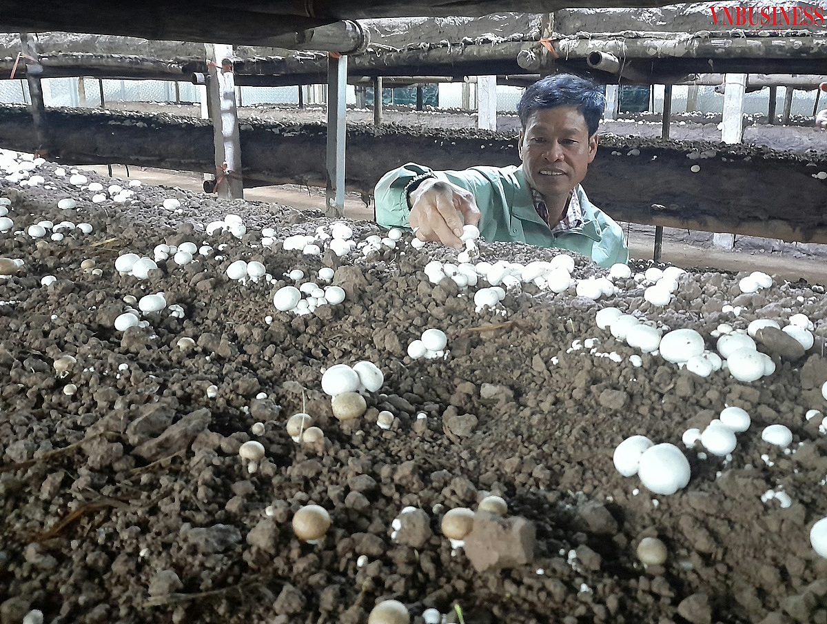 Sản phẩm nấm trứng rất phù hợp với khí hậu mùa Đông tại miền Bắc .