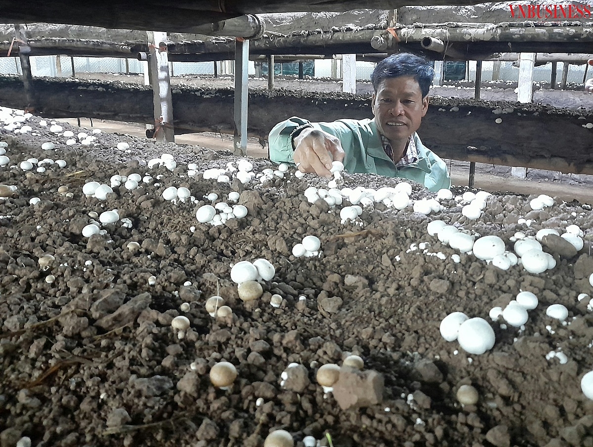 Sản phẩm nấm trứng rất phù hợp với khí hậu mùa Đông tại miền Bắc .