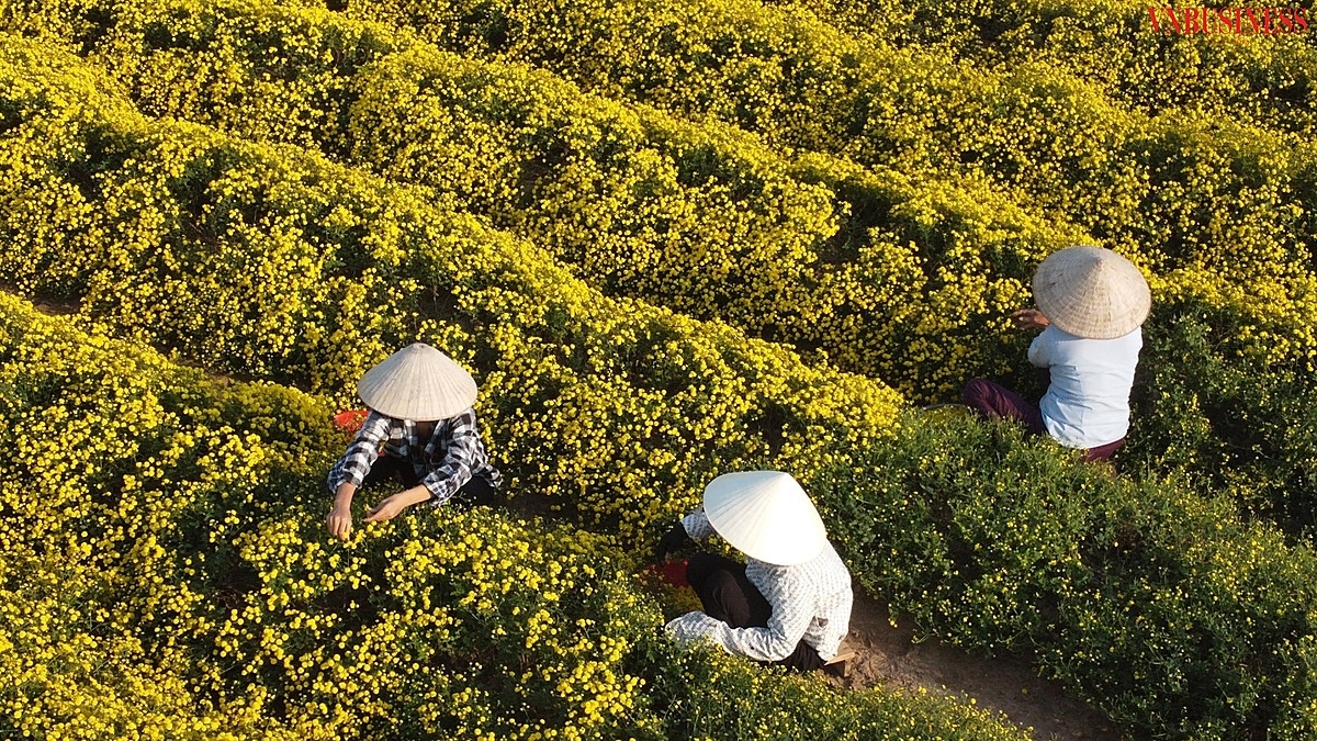 Do ảnh hưởng của mưa lớn kéo dài trong tháng 7 và tháng 8 nên sản lượng hoa cúc dược liệu năm nay của nông dân bị giảm sút so với những năm trước.