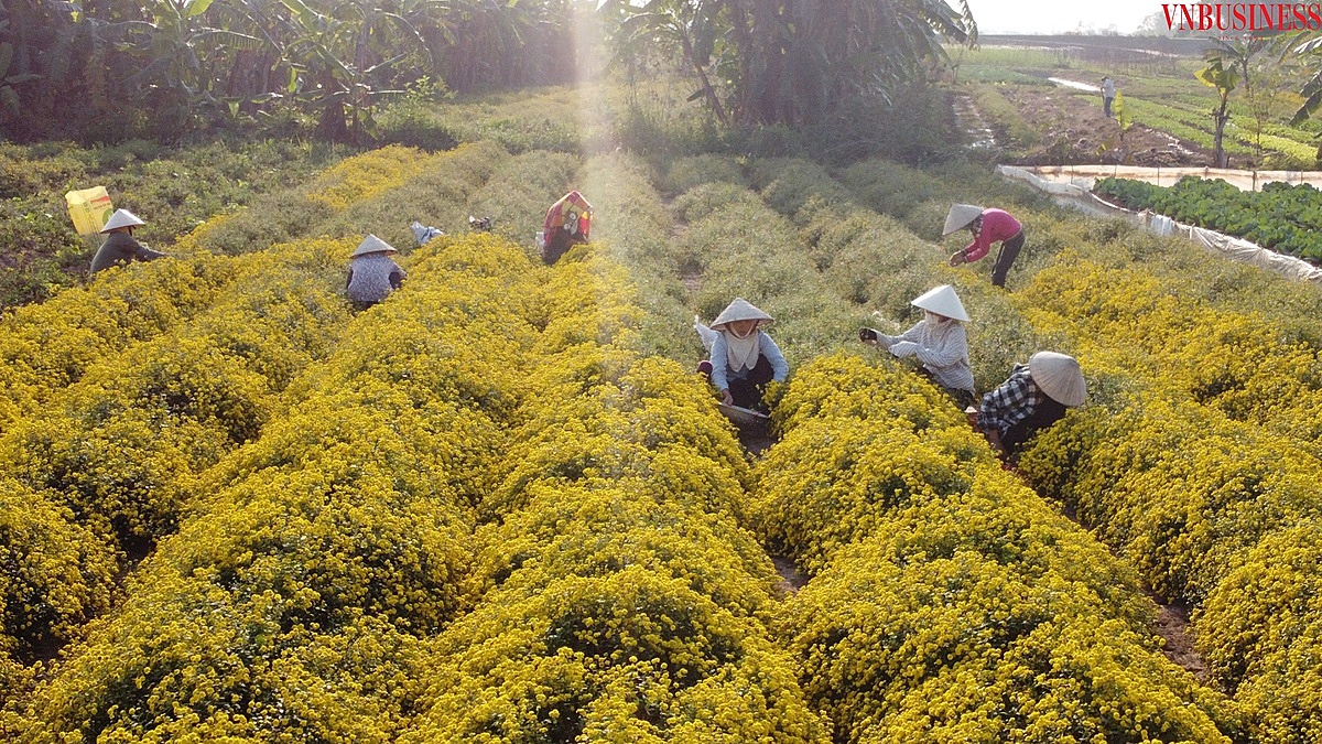 Cánh đồng hoa cúc đang vào mùa thu hoạch.