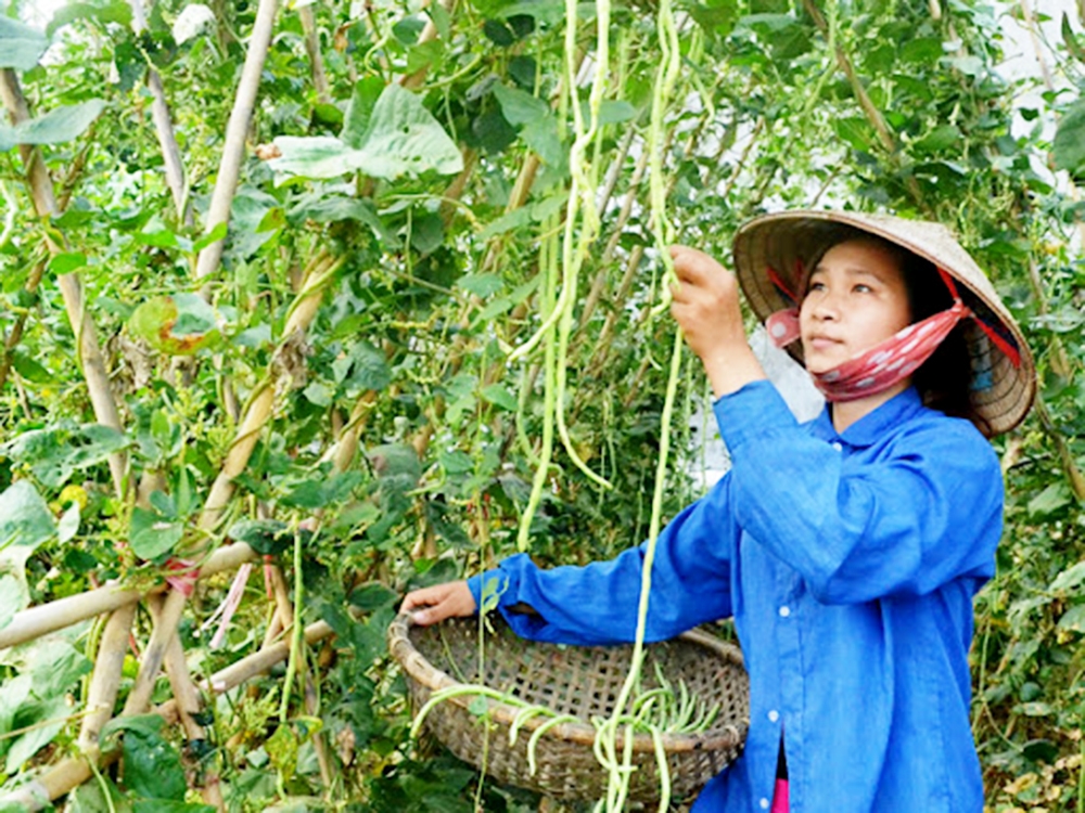 Các HTX đang xây dựng nhiều vùng chuyên canh cho giá trị kinh tế cao, thân thiện môi trường. (Ảnh TL)