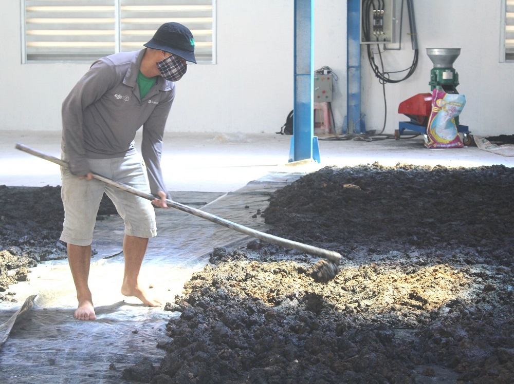 Lục bình sau khi ủ được hong khô để ép thành viên.