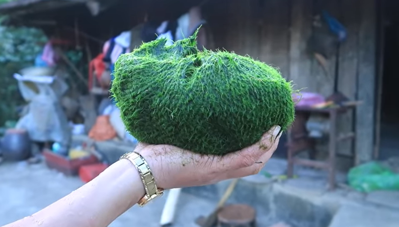 Rêu sau nhiều bước rửa sạch sẽ được cắt bằng chỉ để tiếp tục loại bỏ tạp chất.