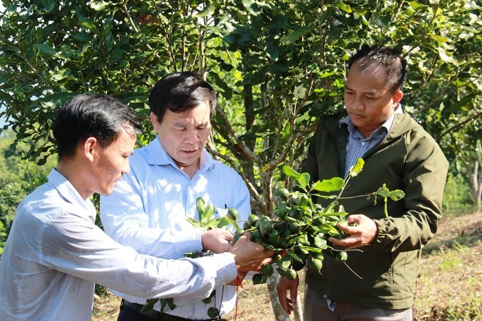 Cây mắc ca được đánh giá là phù hợp với điều kiện tự nhiên của huyện Bình Gia.