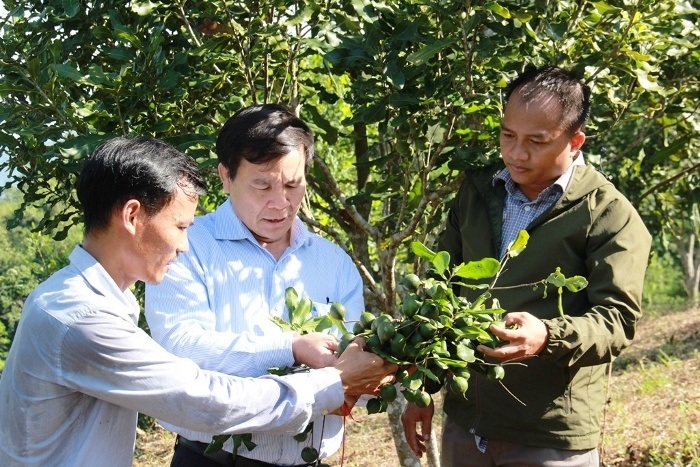 Cây mắc ca được đánh giá là phù hợp với điều kiện tự nhiên của huyện Bình Gia.