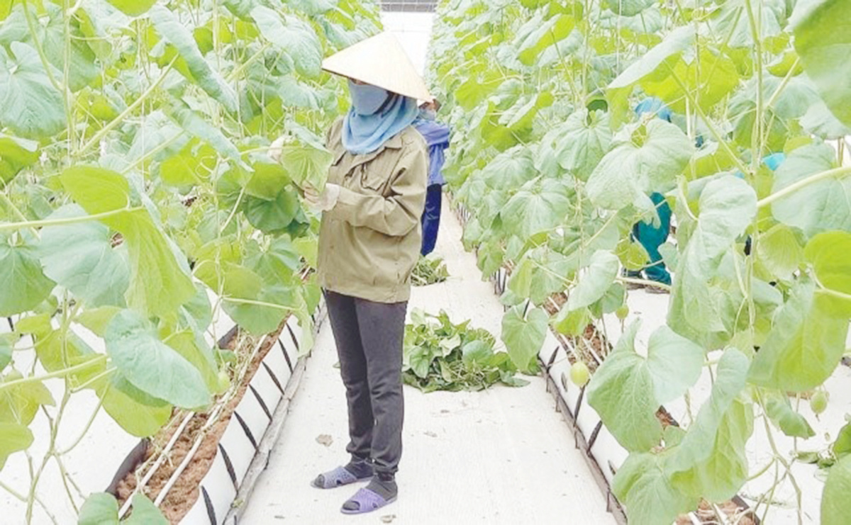 Ứng dụng công nghệ cao là chìa khóa giúp tỉnh Thanh Hóa phát huy tiềm năng sản xuất nông nghiệp địa phương.