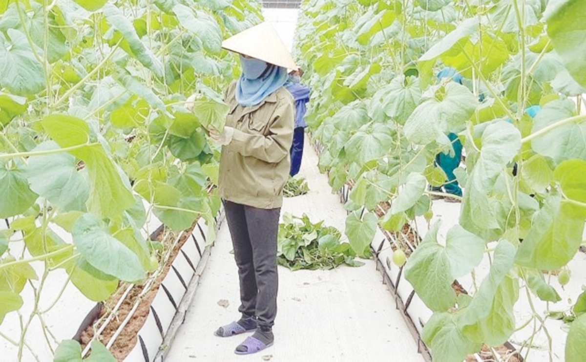 Ứng dụng công nghệ cao là chìa khóa giúp tỉnh Thanh Hóa phát huy tiềm năng sản xuất nông nghiệp địa phương.