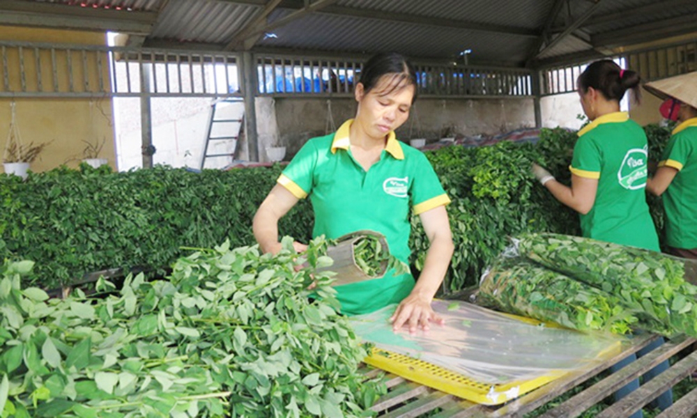 Gia tăng giá trị sản xuất là một trong những mục tiêu hàng đầu trong xây dựng nông thôn mới ở Đại Tự.