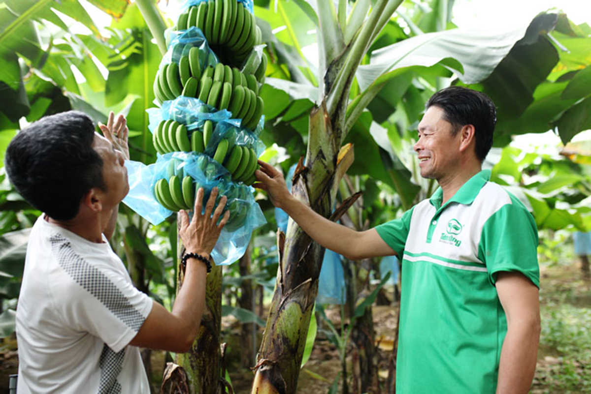 Trước khi có được thành công hiện tại, trái chuối Laba cũng trải qua không ít lần chìm, nổi.