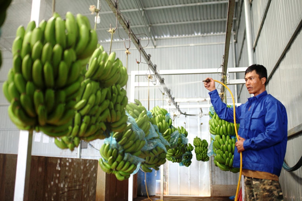 Việc chinh phục thành công nước Nhật mở ra chu kỳ thành công cho trái chuối Laba trên mặt trận xuất khẩu.