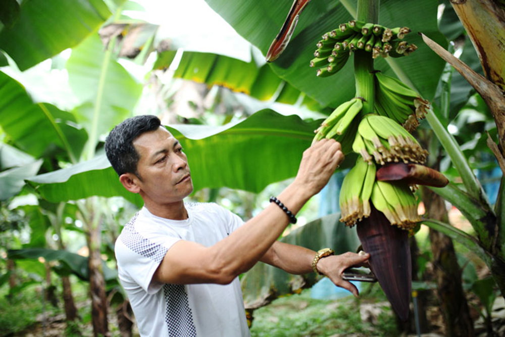 Anh Nguyễn Huy Phương đang tạo nên một cuộc cách mạng trong sản xuất nông nghiệp địa phương.