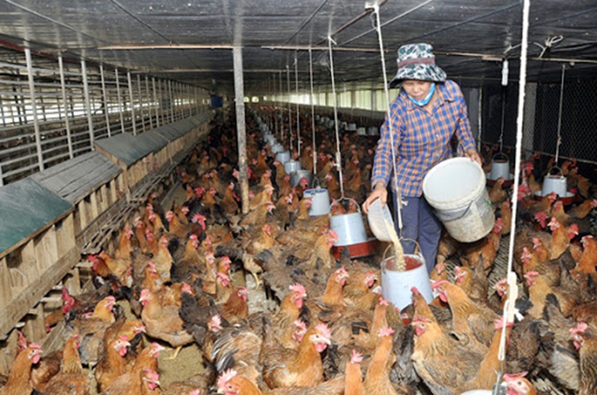 Sản xuất theo tiêu chuẩn an toàn sinh thái mang lại lợi ích kép về kinh tế, môi trường.