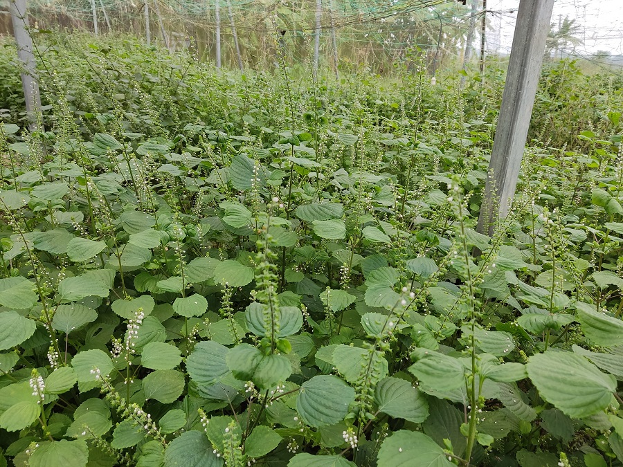 Để mở rộng vùng nguyên liệu, HTX đang liên kết với người dân, nông trại ở những xã lân cận để sản xuất.