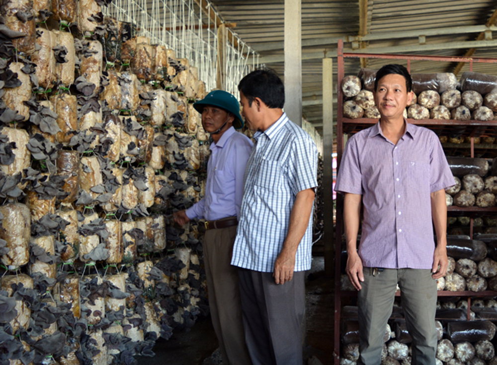 Nấm cũng đang là cây trồng mang lại hiệu quả cao cho nông dân huyện Bố Trạch.