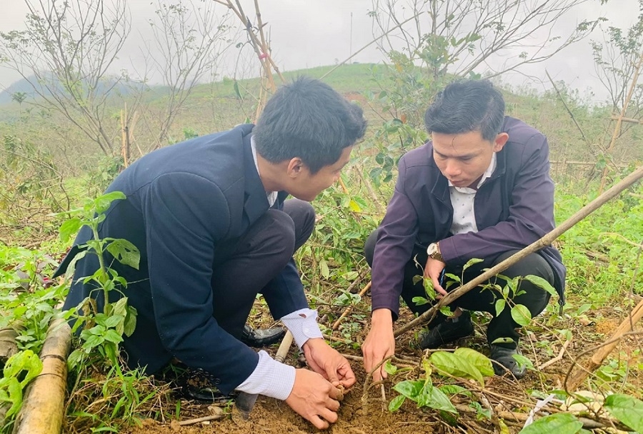 Trồng dược liệu hữu cơ đòi hỏi sự kiên trì để mang lại hiệu quả kinh tế và bảo đảm môi trường tự nhiên.